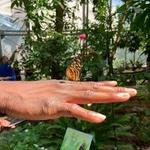 Cockrell Butterfly Center