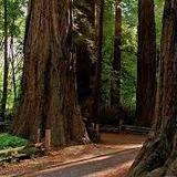Henry Cowell Redwoods State Park, Groom's Favorite