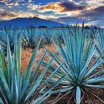 Thursday Tequila Tour