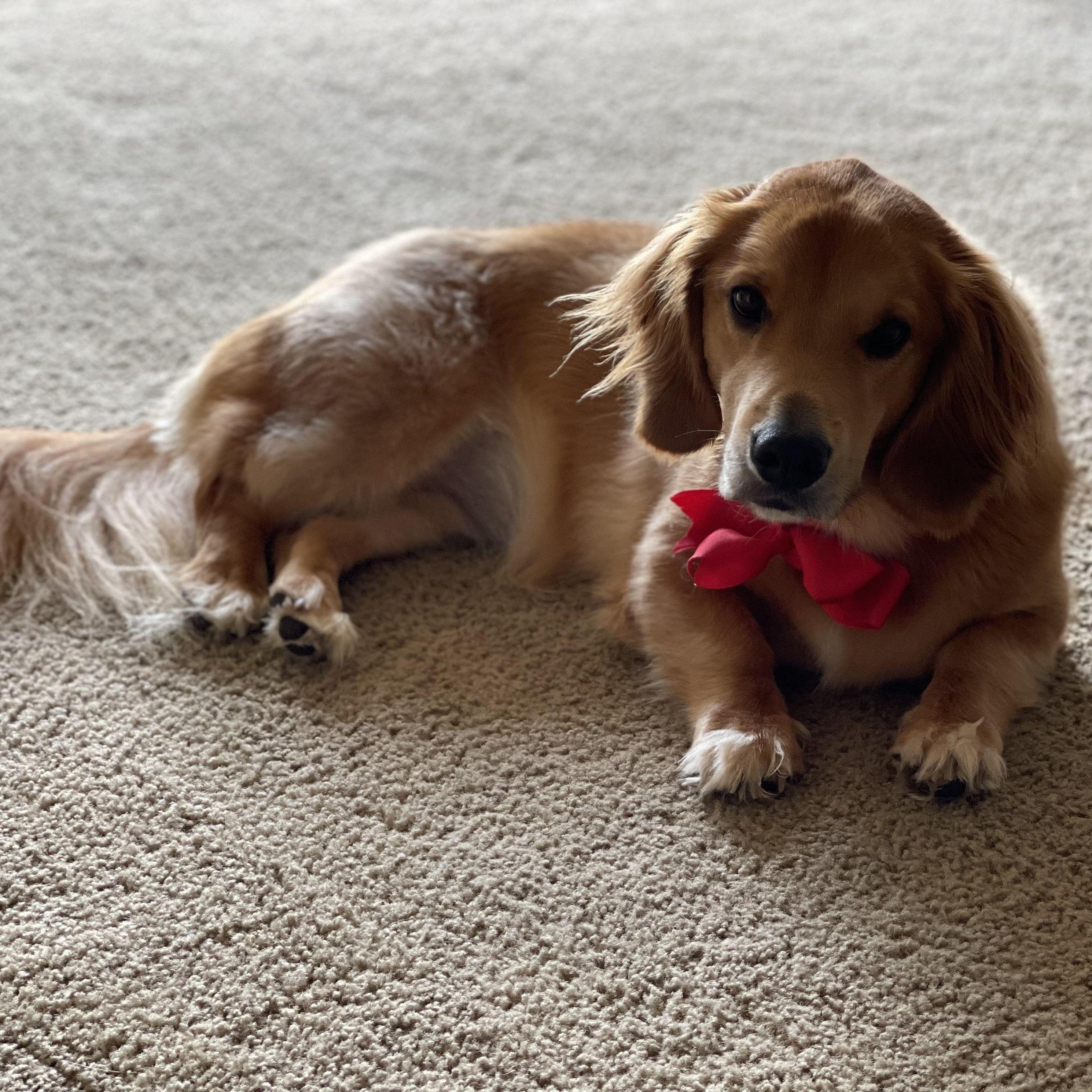 our first furbaby - Avery