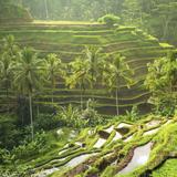 Tegallalang Rice Terrace & Swing