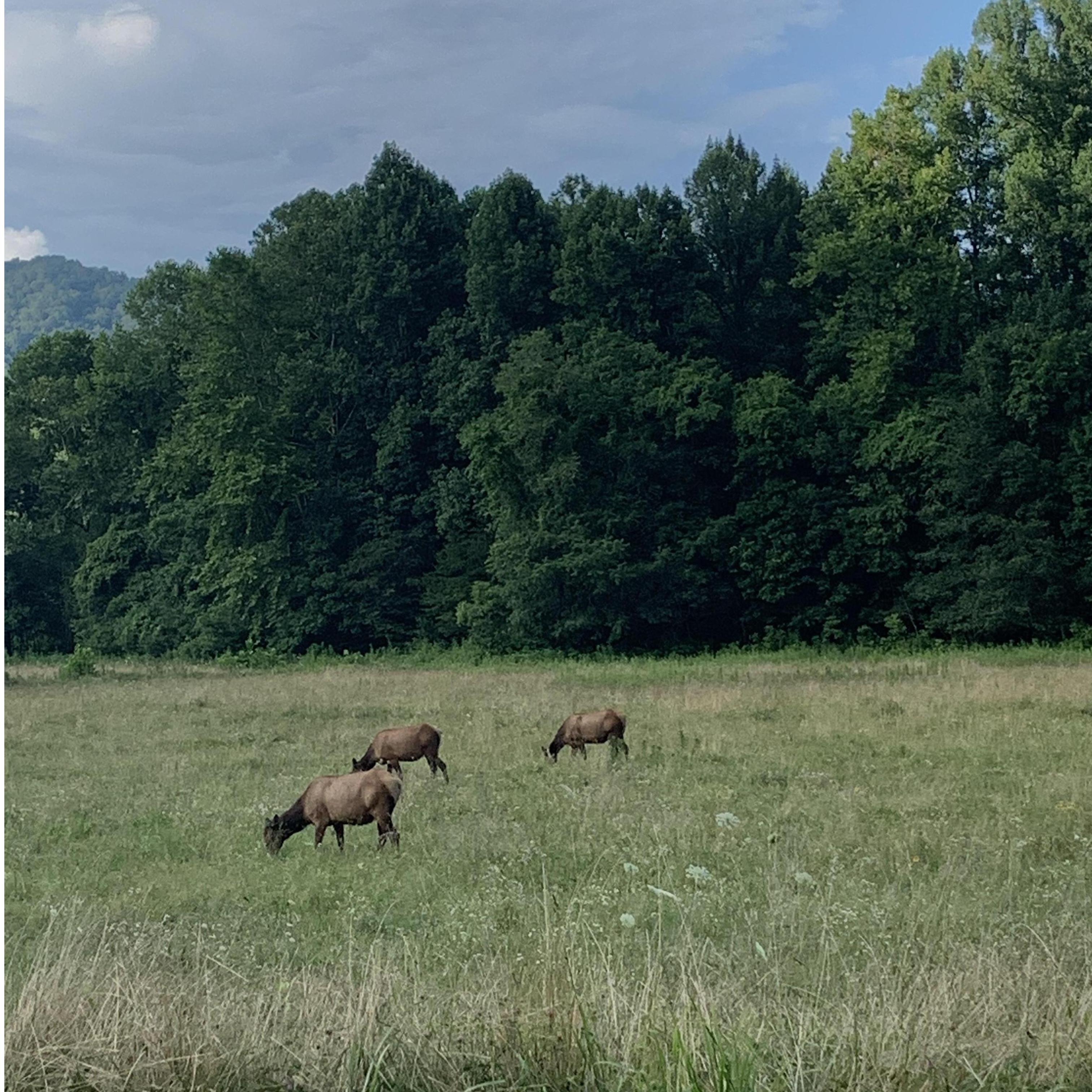 Elk we stumbled upon when we accidentally drove through Tennessee to North Carolina