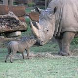 Tulsa Zoo