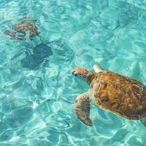 Honeymoon - Caves & Turtle Swim Experience