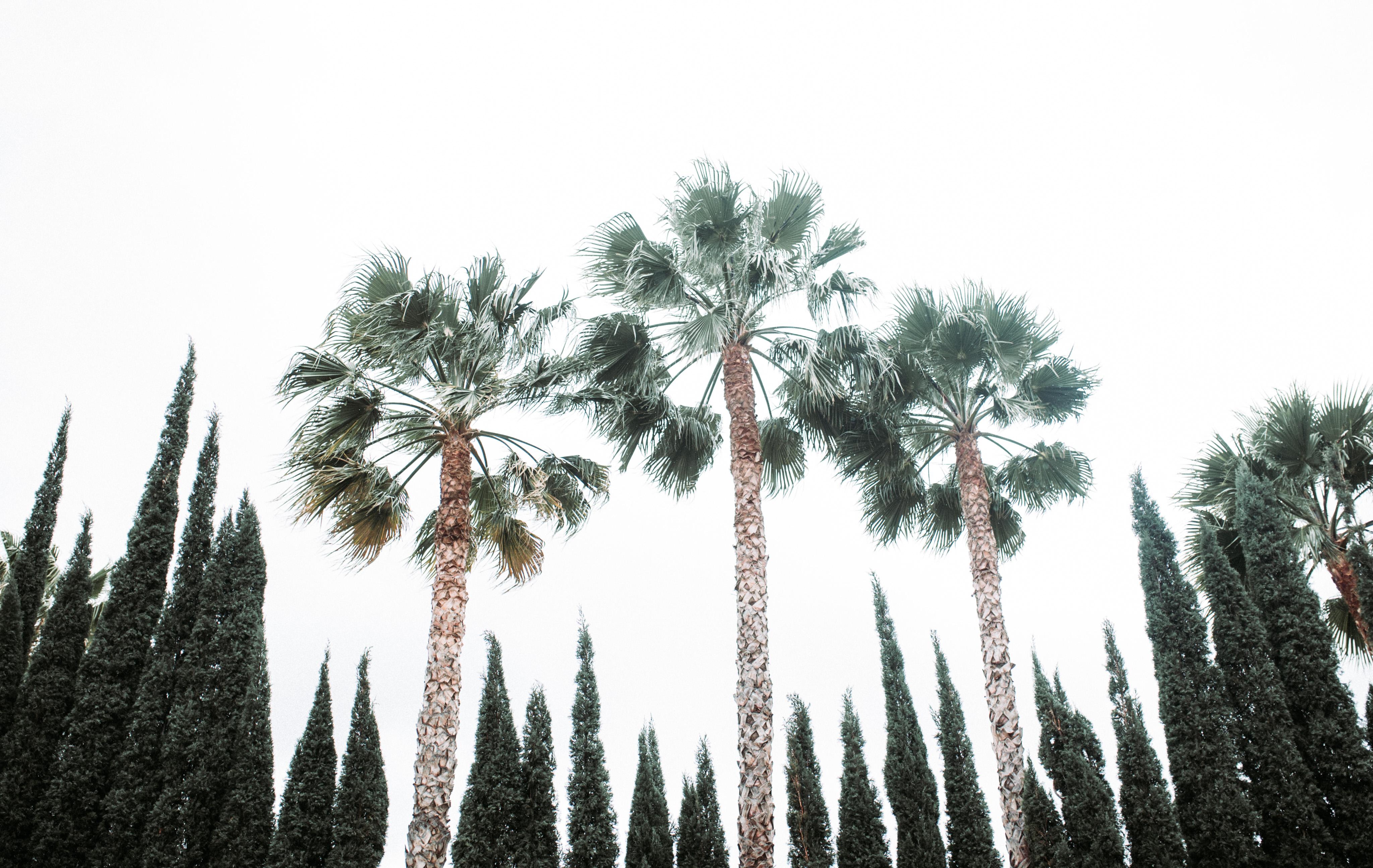 The Wedding Website of Alma Ortiz and Harold Thola