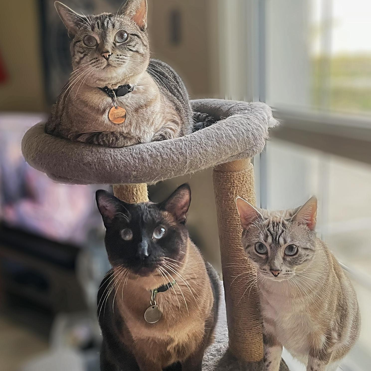 Our 3 Fur babies