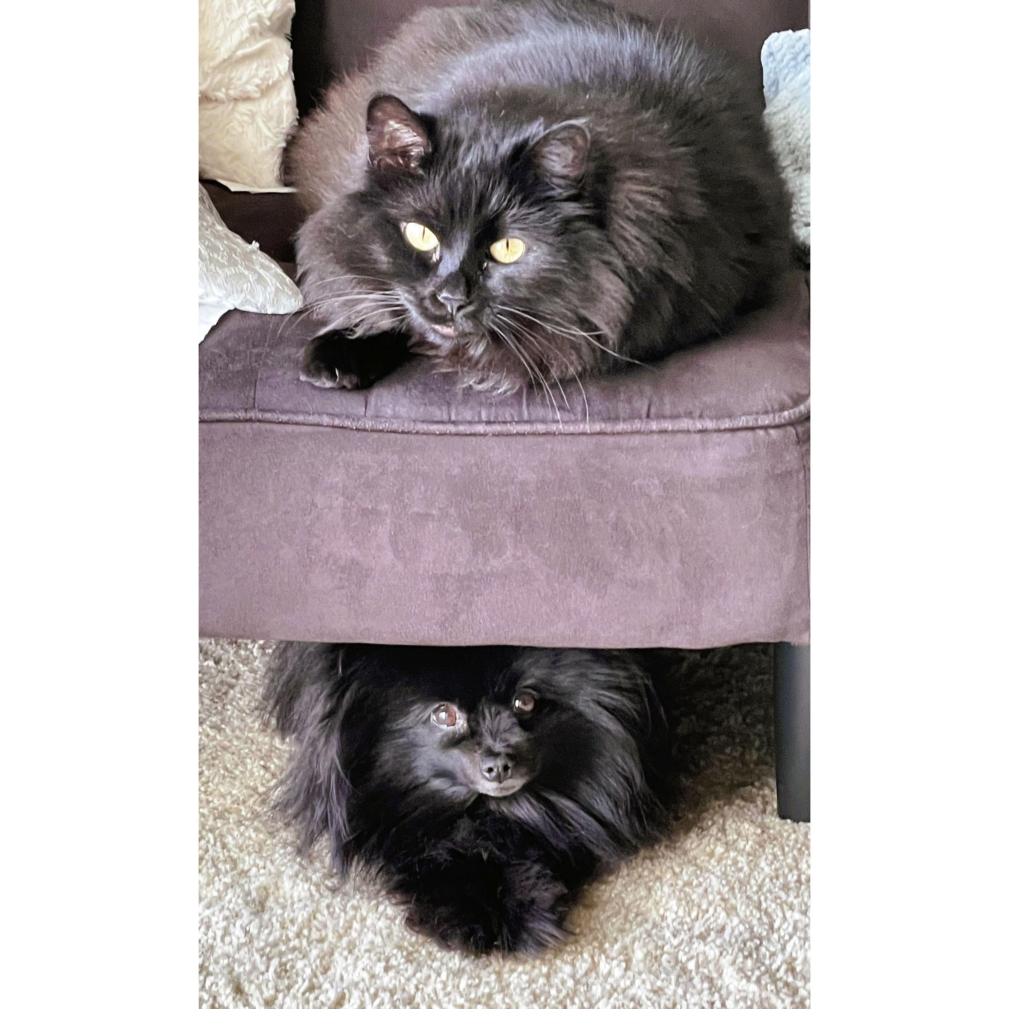 Our fur children