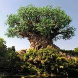 Disney's Animal Kingdom Theme Park