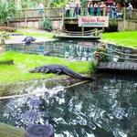 St. Augustine Alligator Farm Zoological Park