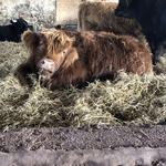 Aberdeenshire Highland Beef