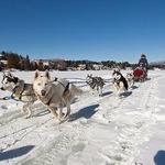 Dog Sled Rides
