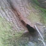 Look for Fairy Nature