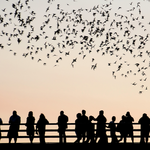 Congress Bridge Bats