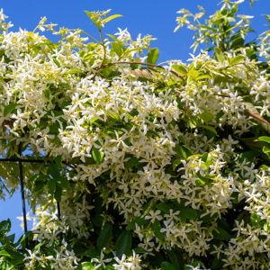 Star Jasmine