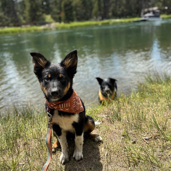 Finley + Shasta Treats & Training