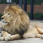 George H. Carroll Lion Habitat