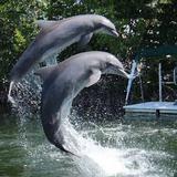 Dolphins Plus Bayside