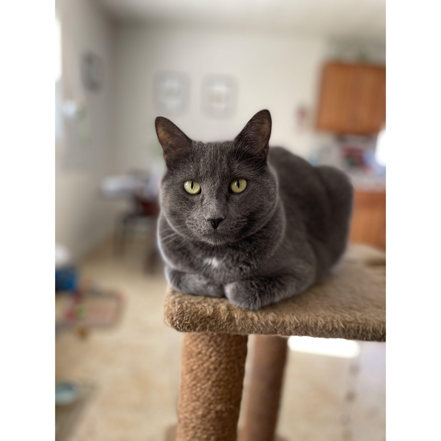 Our first pet together. Westley the Cat