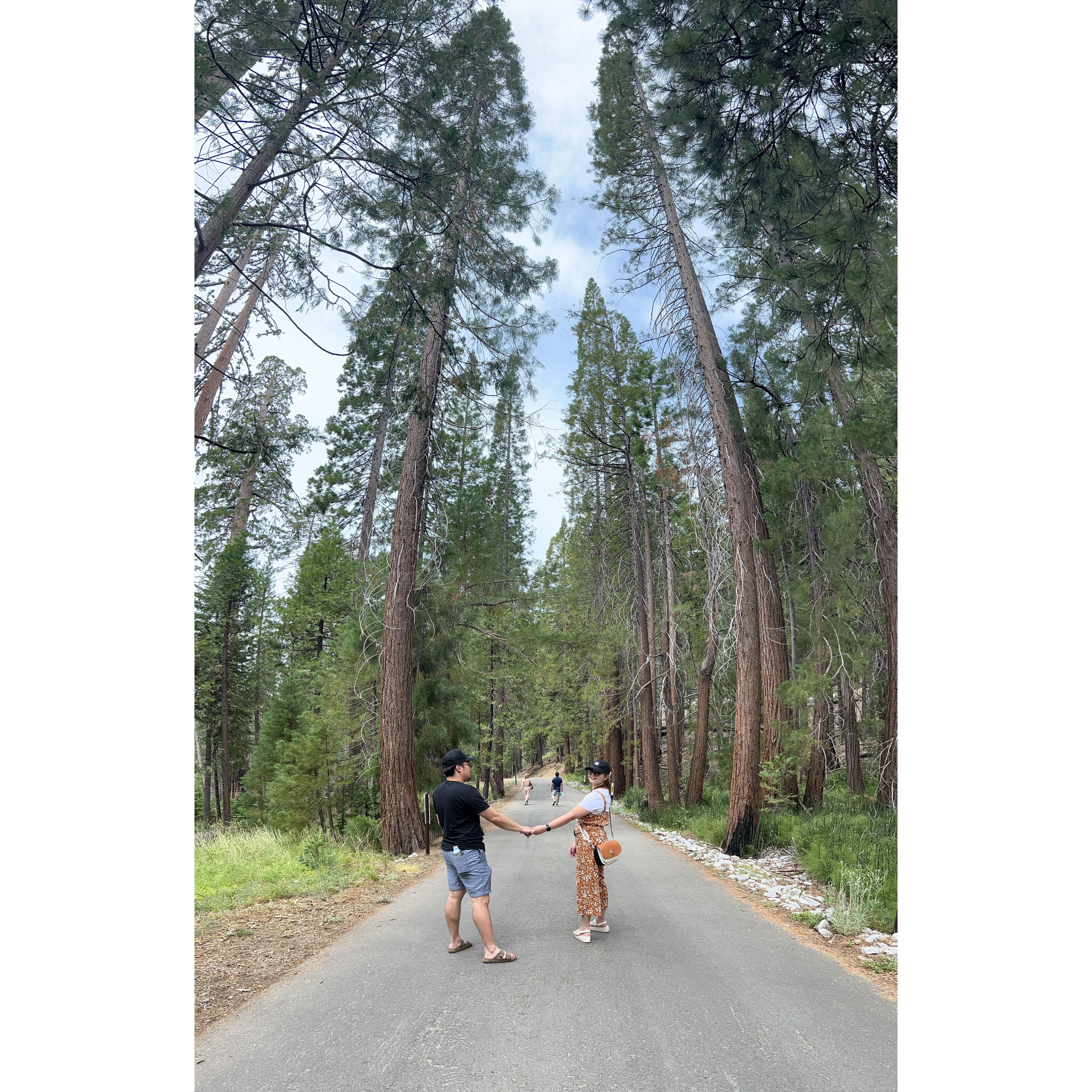 8/02/2024 - Mariposa Grove of Giant Sequoias