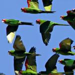 The Parrots of Telegraph Hill