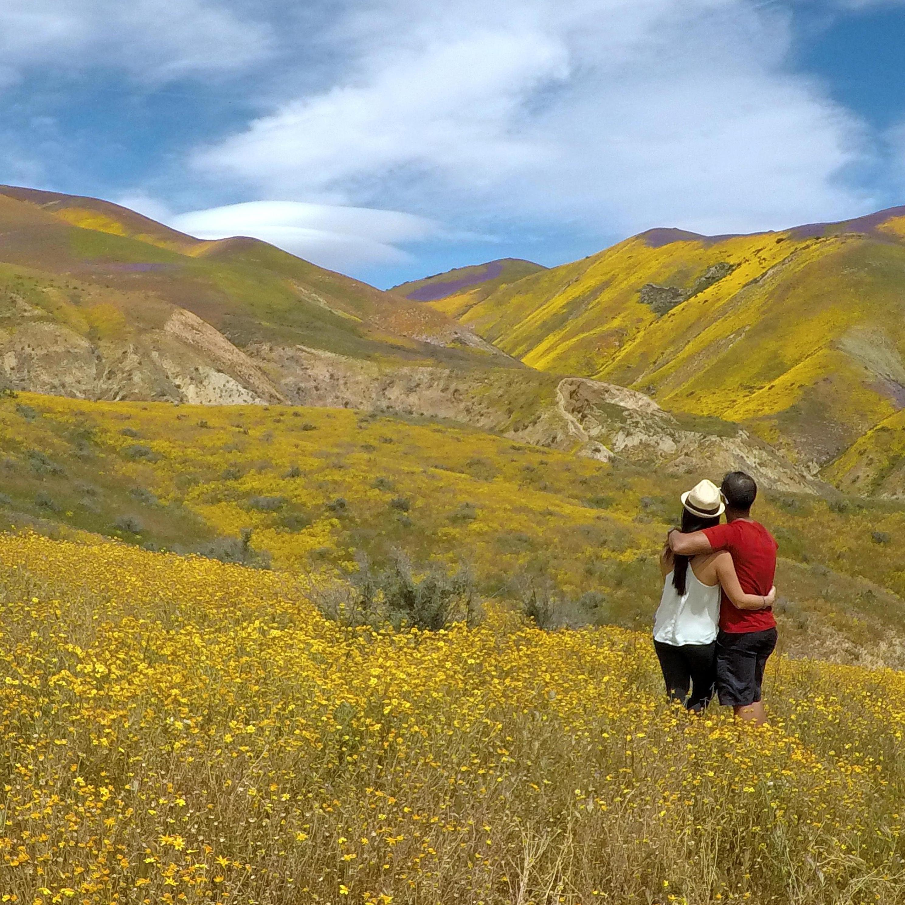 Carrizo Plain National Monument - Superbloom