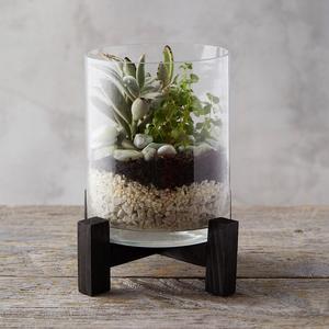 Open Terrarium with Stand