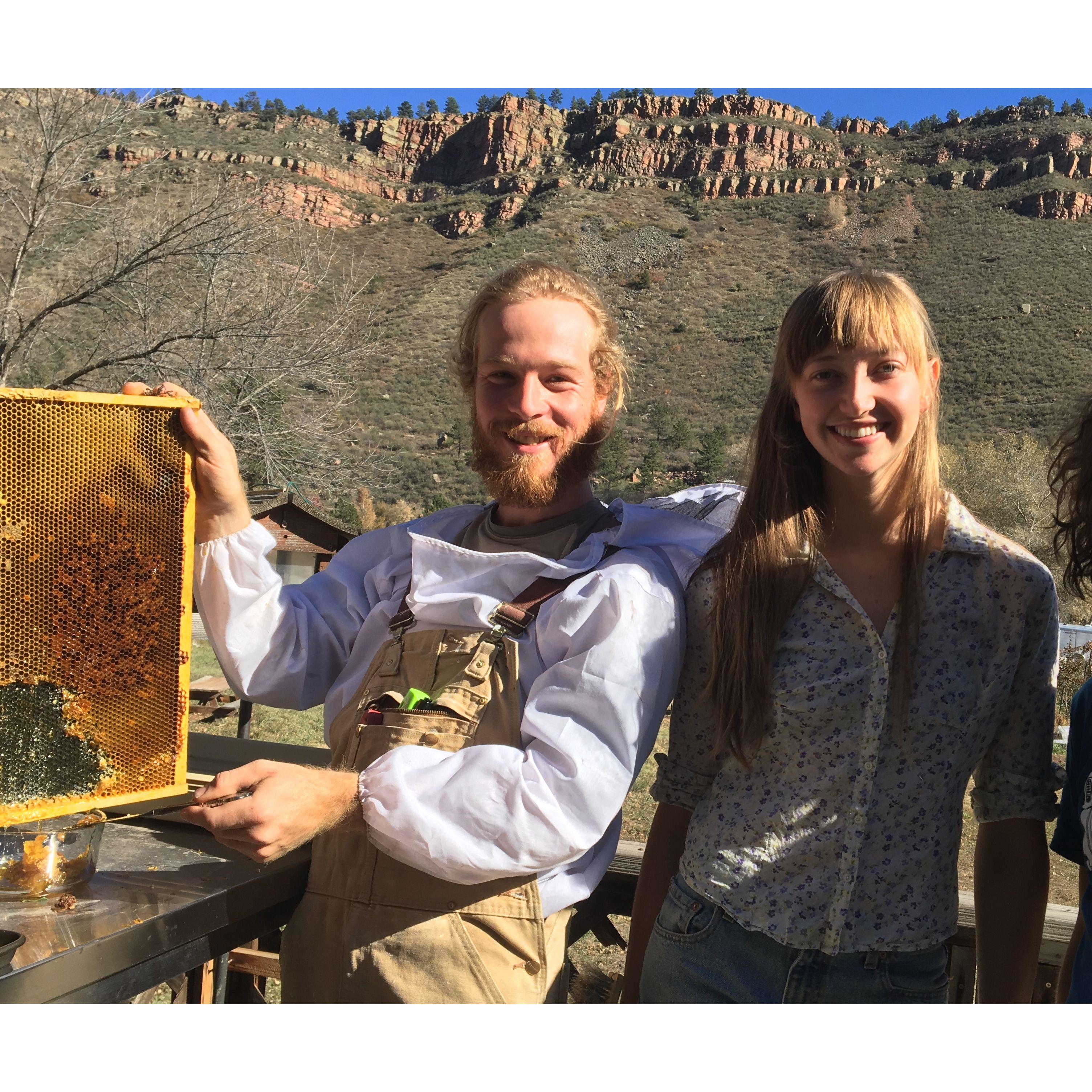 honey harvest
