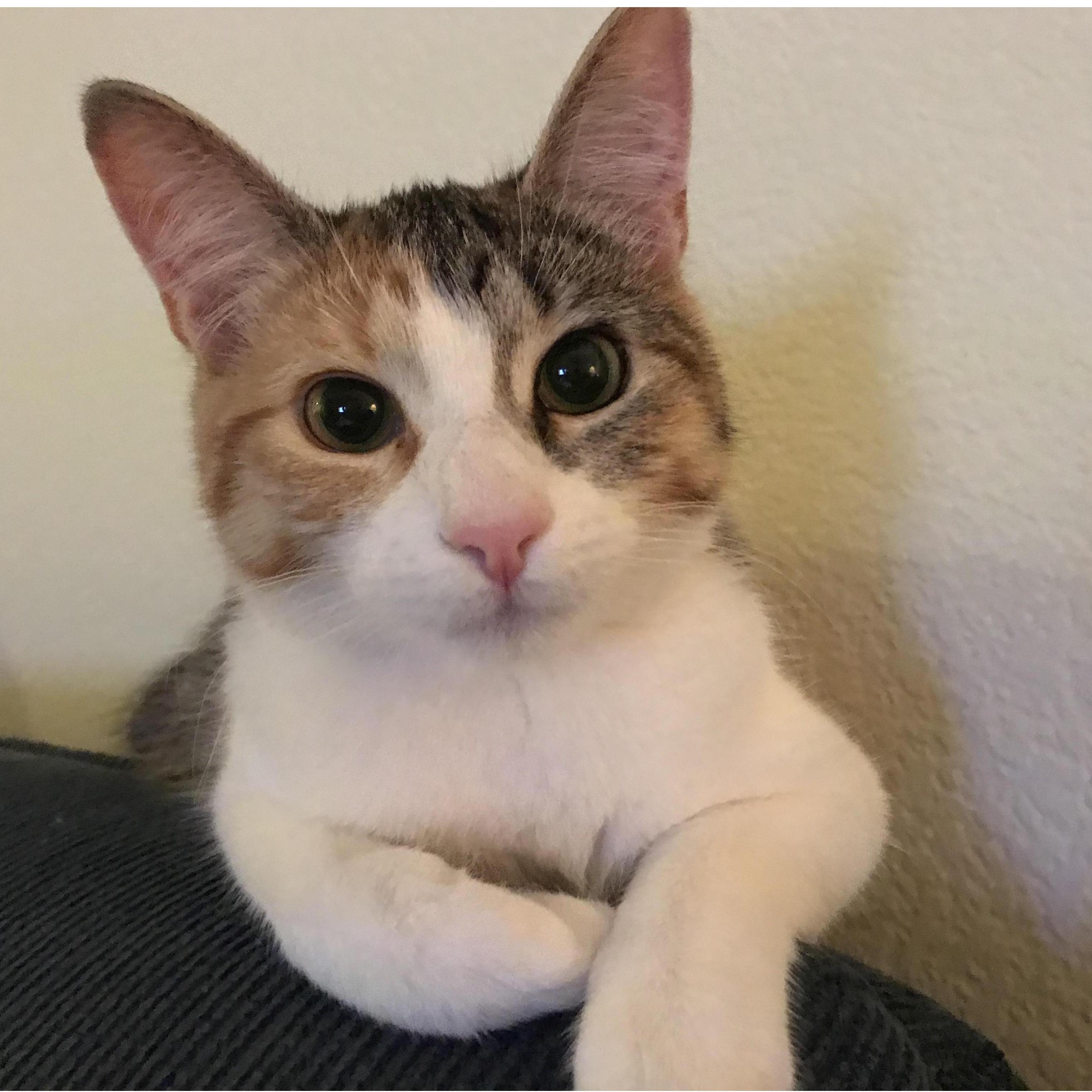Cinnamon