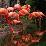 Flamingo Gardens