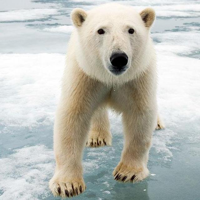 Give to World Wildlife Fund