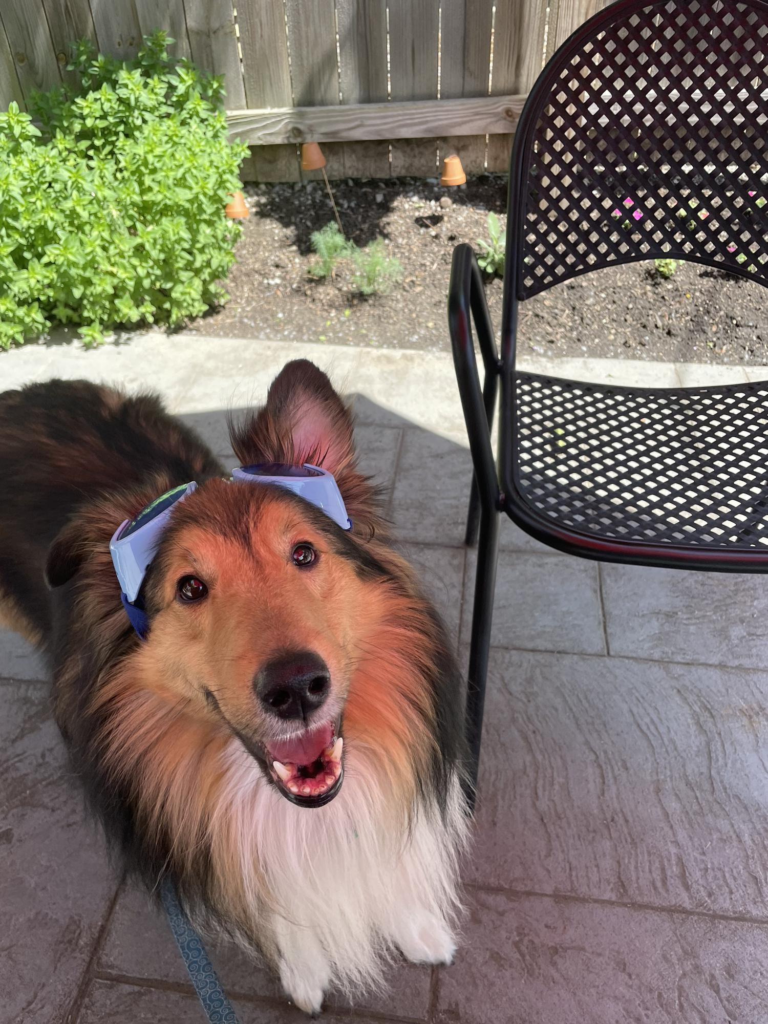 Jango feat. His sunglasses