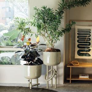 Maceta Jacinta - Diamantina y la Perla