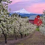 Hood River Fruit Loop