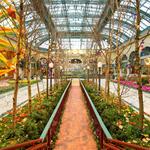 Bellagio Conservatory & Botanical Gardens
