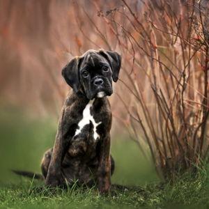 Puppy Fund