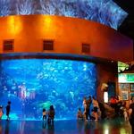 The Aquarium at Silverton Casino