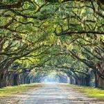 Wormsloe State Historic Site