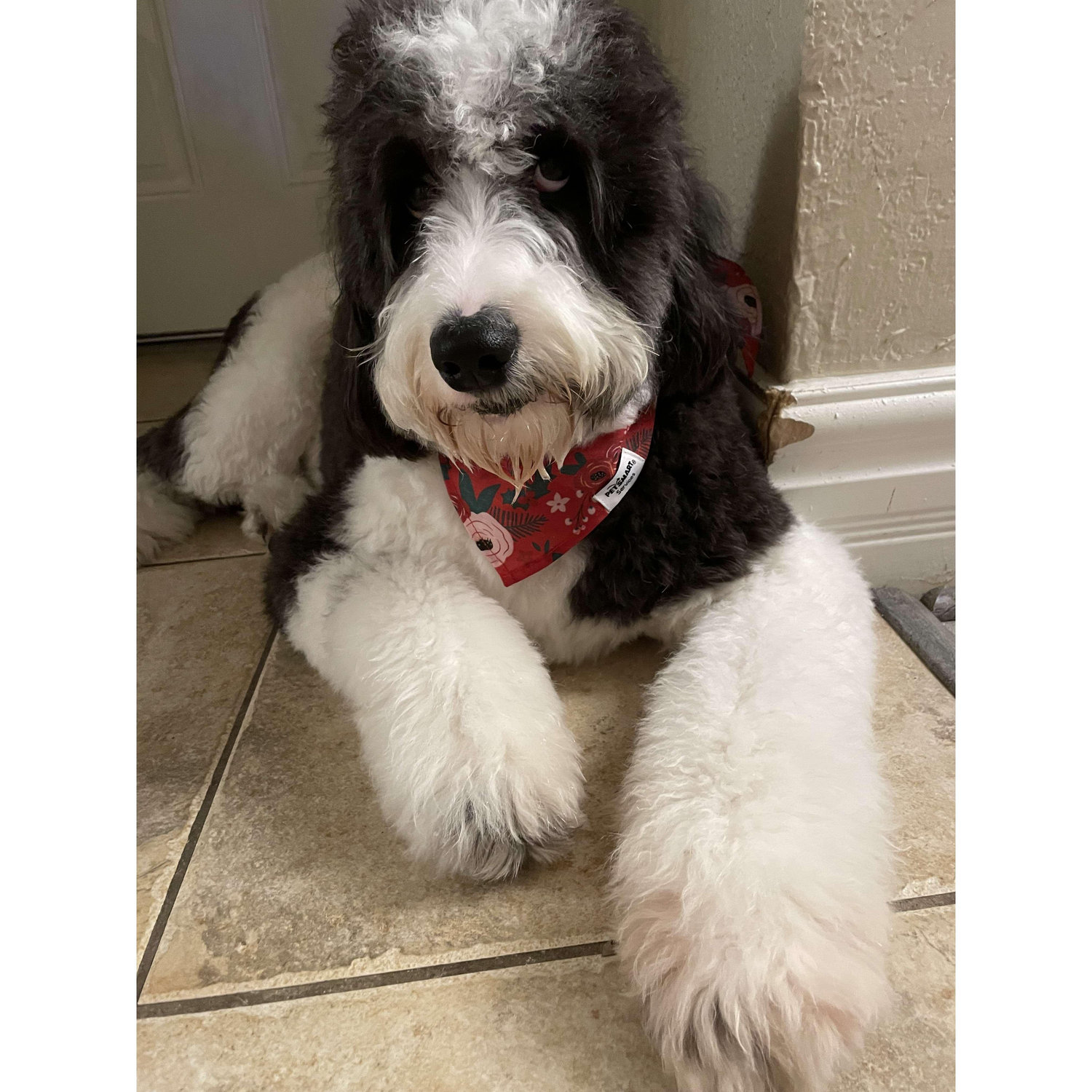 Our Charlie Girl