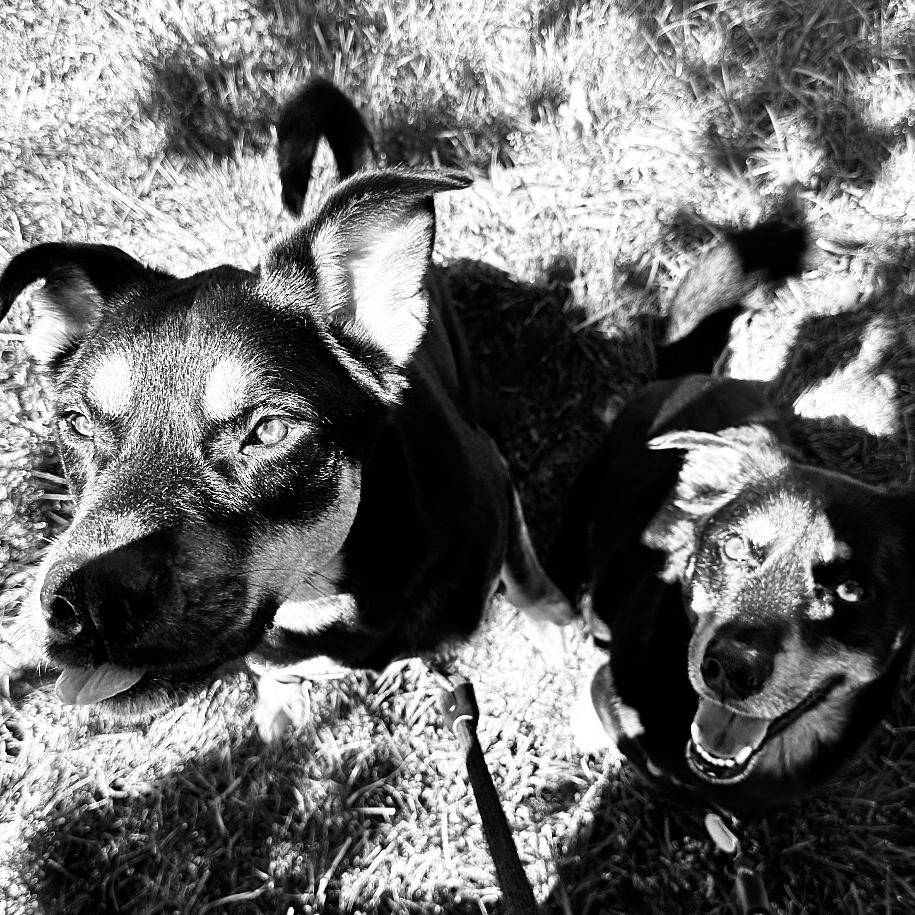 Pet Hotel For Midnight & Maverick