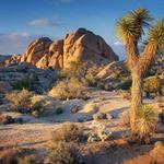 Palm Springs / Joshua Tree