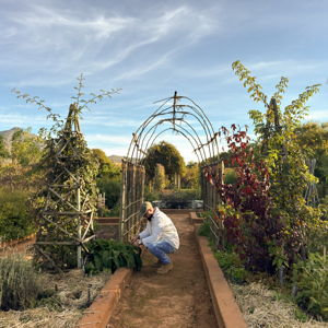 Experience at Babylonstoren