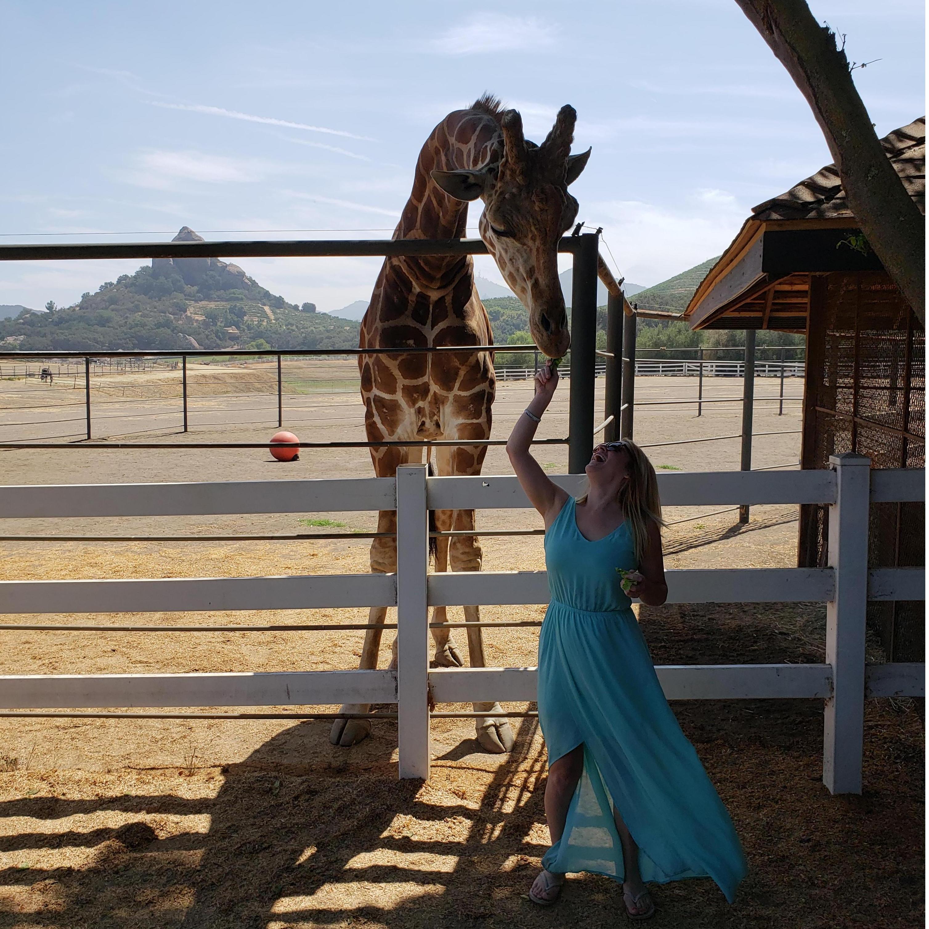 Feeding Stanley the Giraffe!