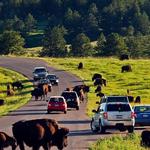 Wildlife Loop Road