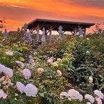 Fox Hollow Vineyards