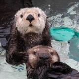 Monterey Bay Aquarium