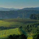Mercier Orchards