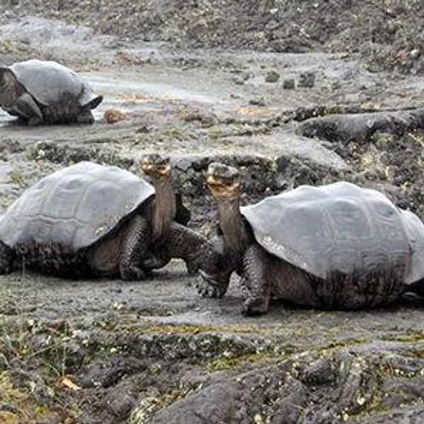 Galapagos Tortoise Visits