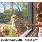 Busch Gardens Tampa Bay