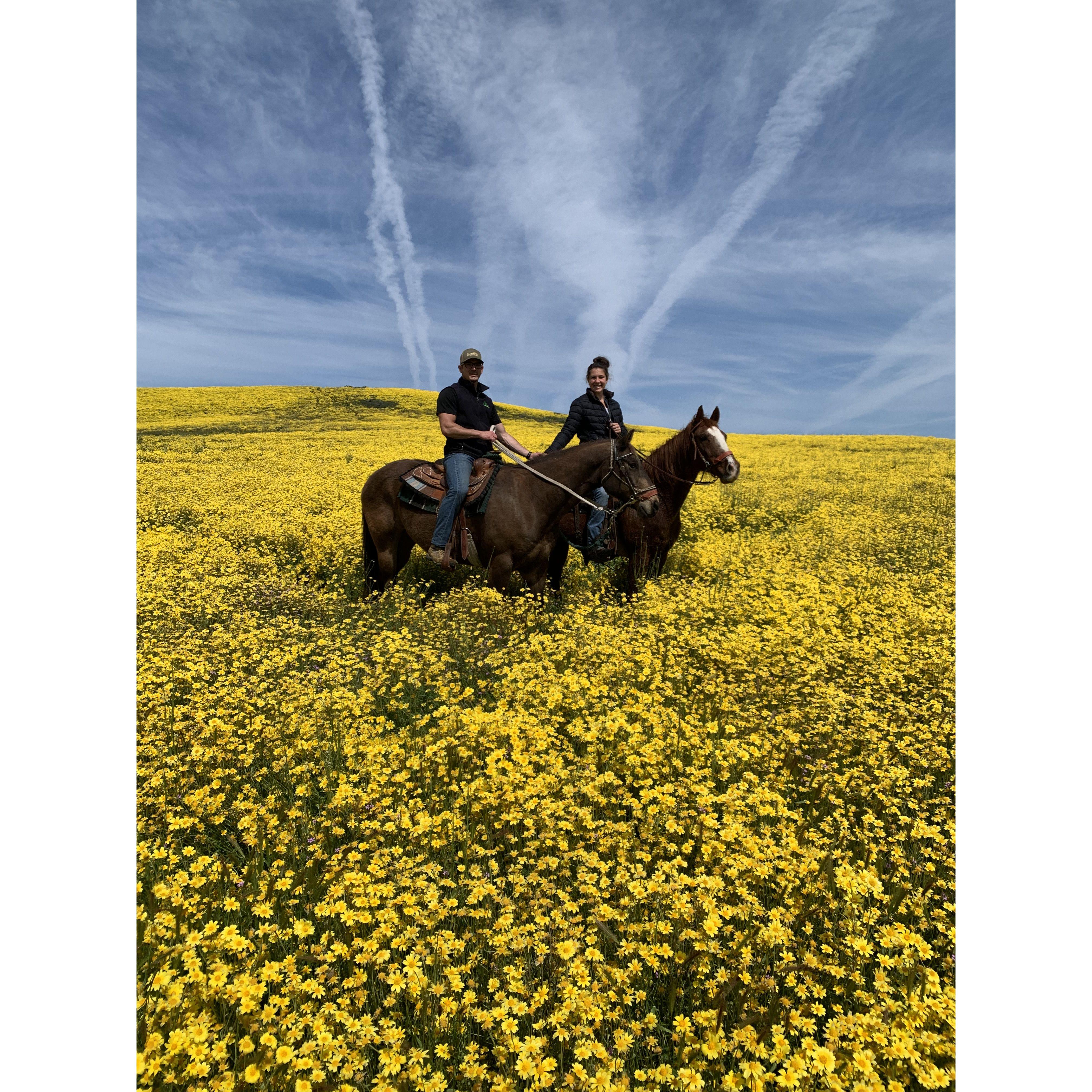Taking our boys to see the Cuyama wildflowers April 2023.