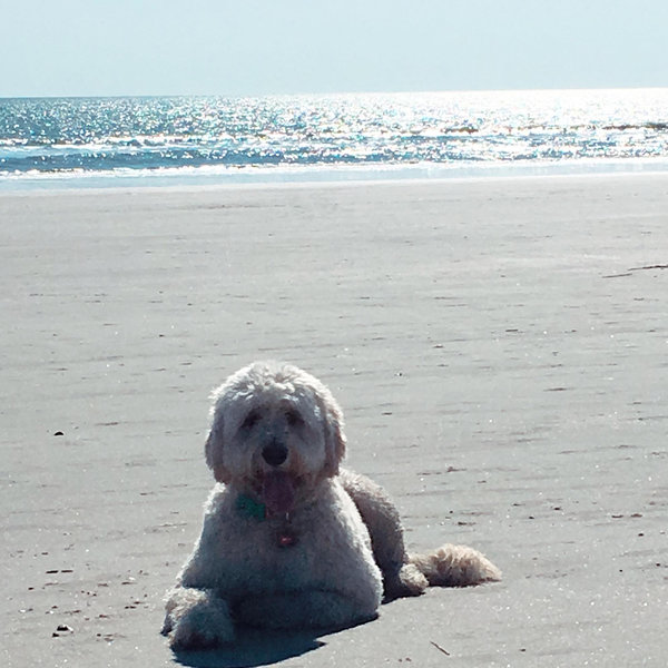 Beach day | Brown Dog Walking Co